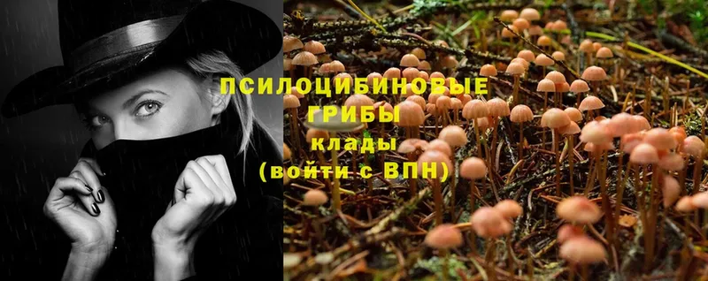 Галлюциногенные грибы Psilocybe  Грязовец 